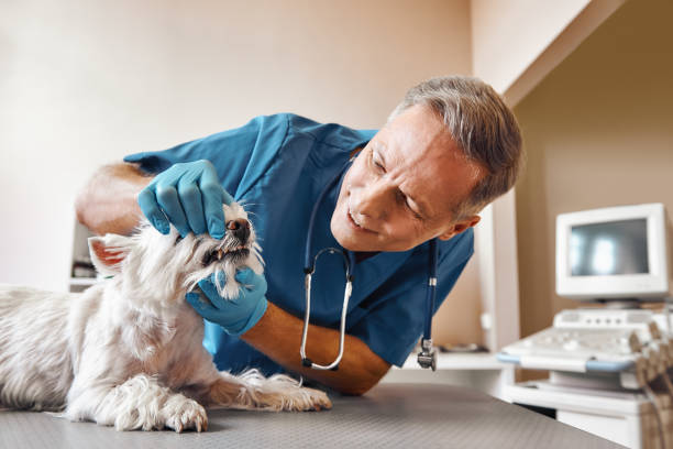 Best Walk-In Emergency Dentist in Ebensburg, PA